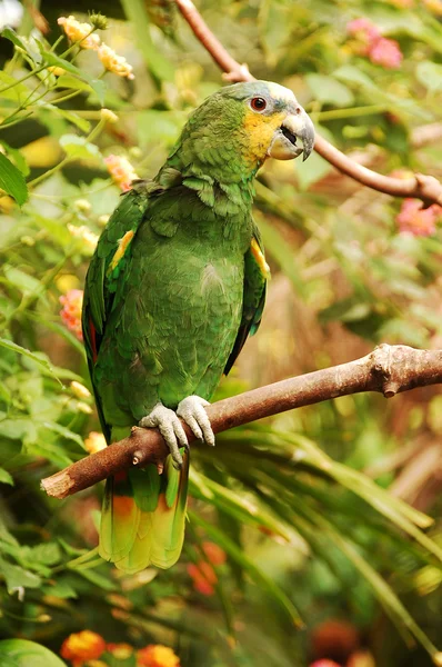 녹색 아마존 앵무새 — 스톡 사진