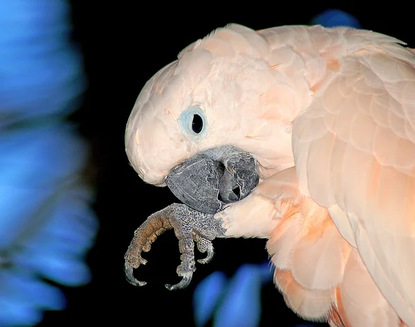 핑크 앵무새 — 스톡 사진