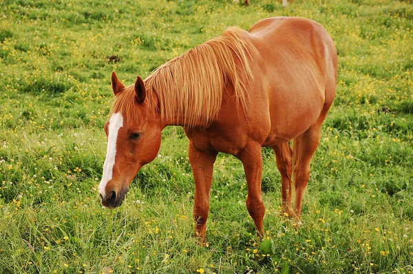 Stock image Pretty brown horse