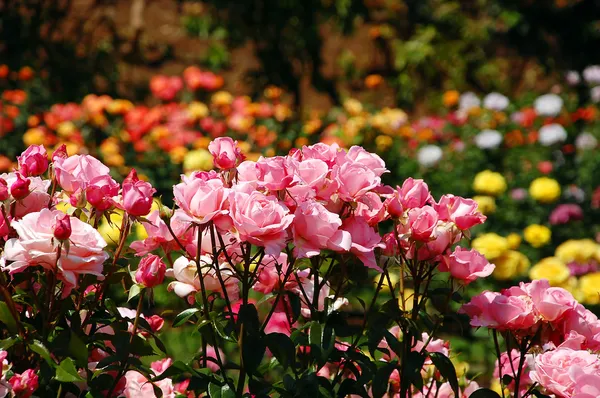 Tuin van roze rozen — Stockfoto