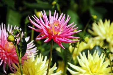 pembe ve sarı dahlias