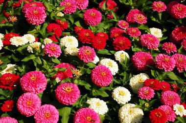 Zinnia garden clipart