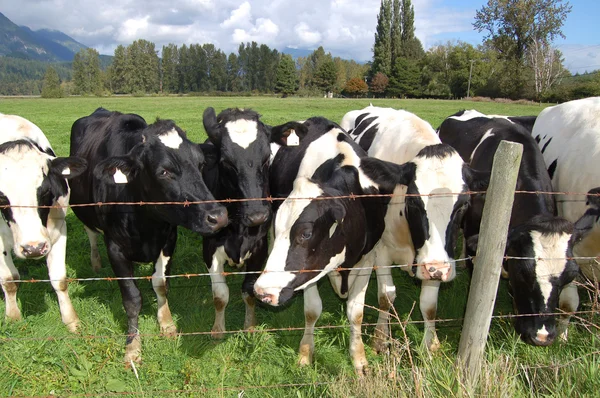 Αγελάδες γαλακτοπαραγωγής — Φωτογραφία Αρχείου