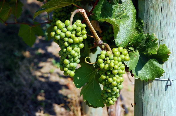 Trossen van groene druiven — Stockfoto