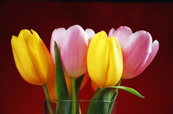 Розовые и желтые тюльпаны — стоковое фото