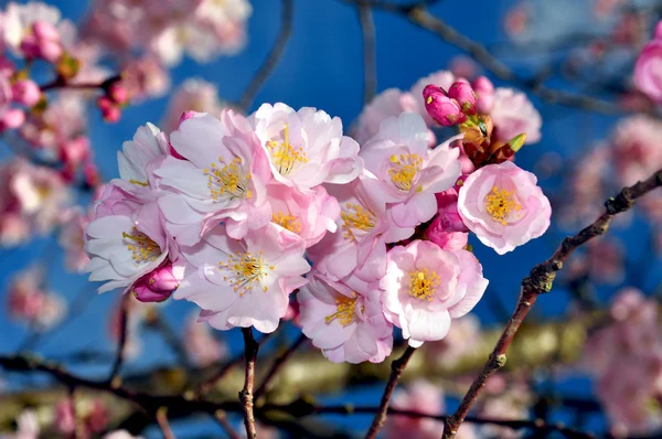 Pink cherry blossoms — Stock Photo, Image