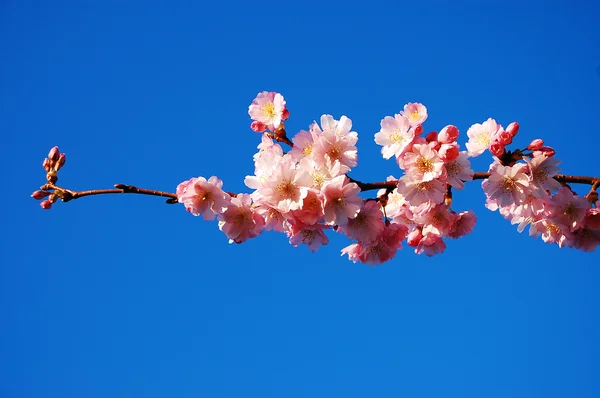 Ramo rosa flor de cereja — Fotografia de Stock