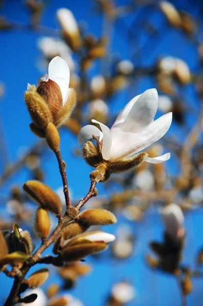 Белый цветок магнолии — стоковое фото