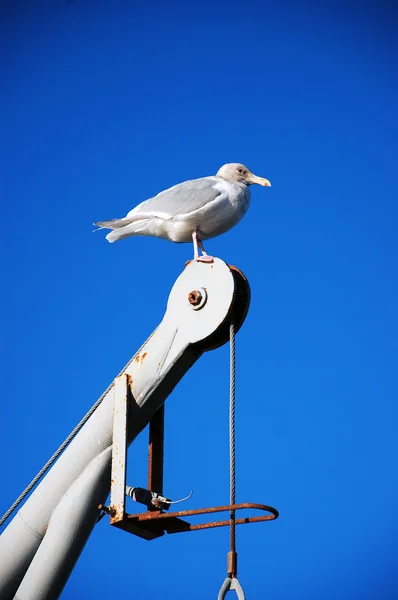 Perched seagull — Stock Photo, Image
