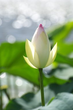 Lotus bud