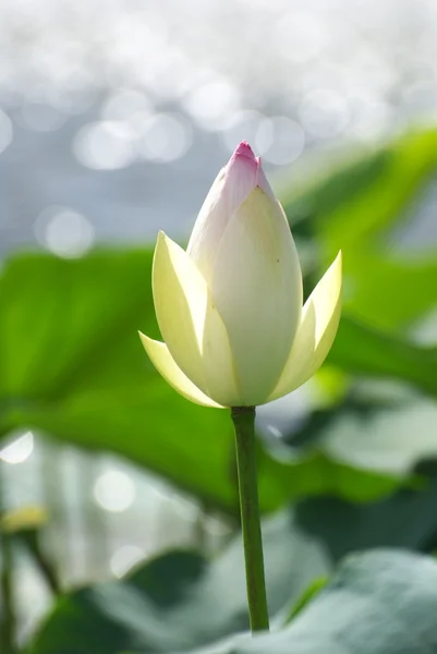 stock image Lotus bud