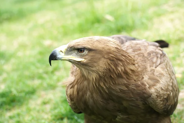 Eagle — Stock Photo, Image