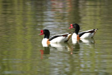 ortak shelduck