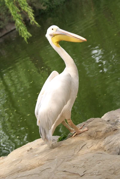 stock image Pelican