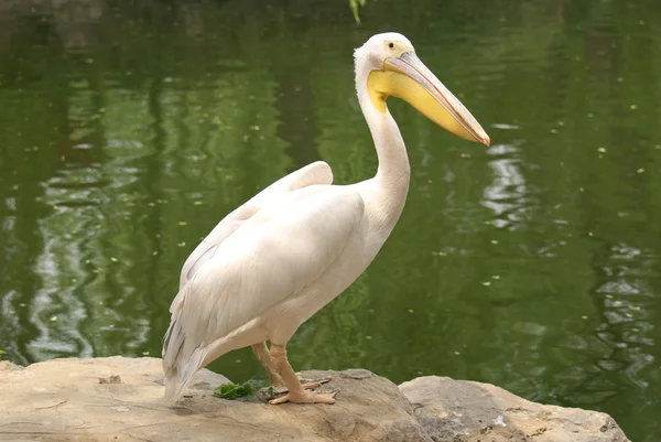 Stock image Pelican