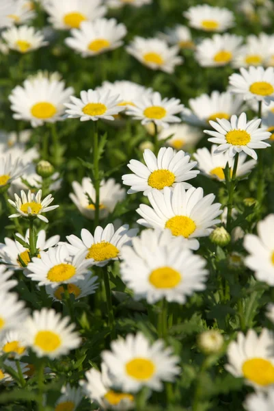 stock image Flowers