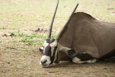 Gemsbok