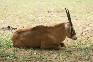 Gemsbok