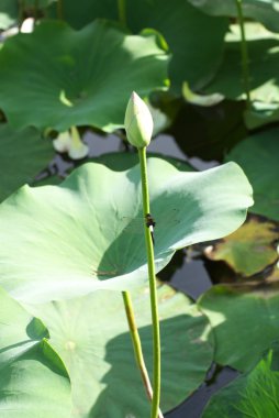 Lotus bud ve bir yusufçuk