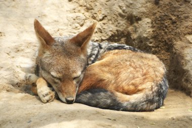 Black-backed Jackal clipart