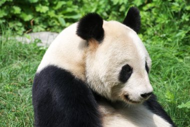 Giant panda clipart