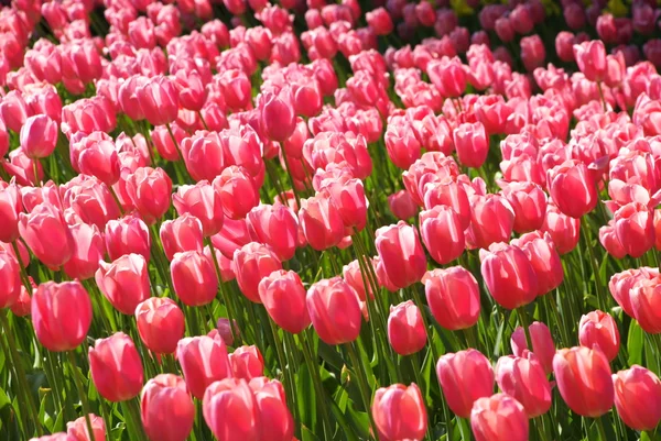 stock image Pink tulips