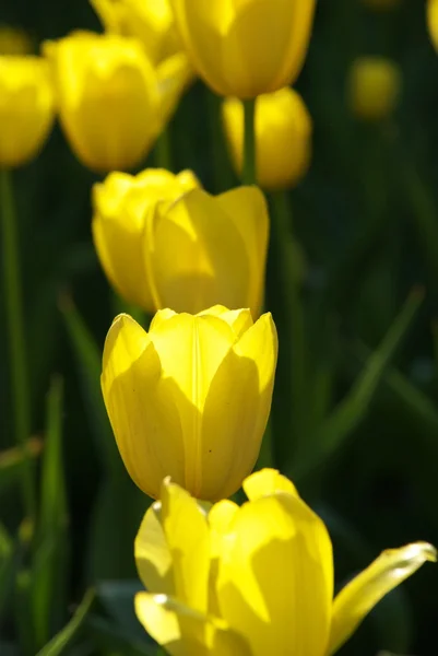 stock image Yellow tulips