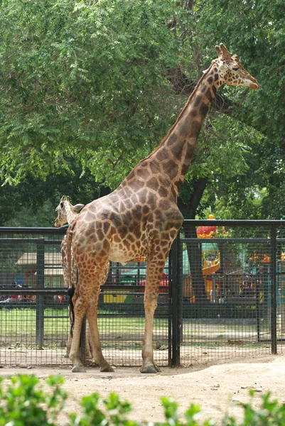 Giraffa — Stock Photo, Image