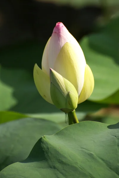 stock image Lotus bud