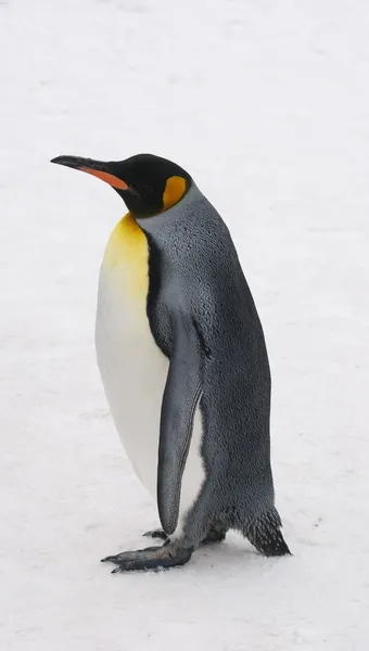 Kejser Pingvin - Stock-foto