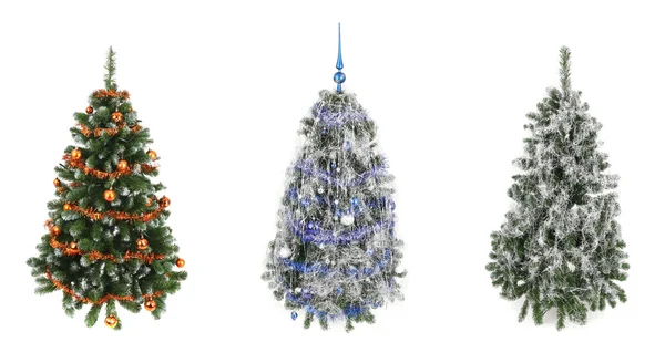 Trois arbres de Noël — Photo