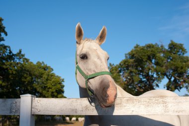 Beyaz lipizzan at