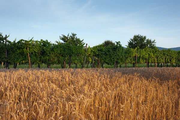Pšeničné pole a vinice — Stock fotografie
