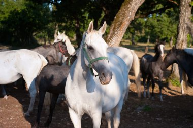 Beyaz lipizzan atları