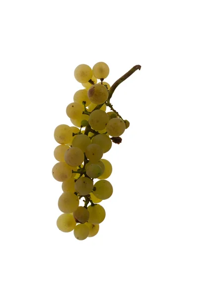White Organic Grapes — Stock Photo, Image