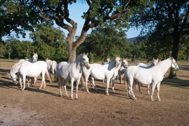 White Lipizzan Horses clipart
