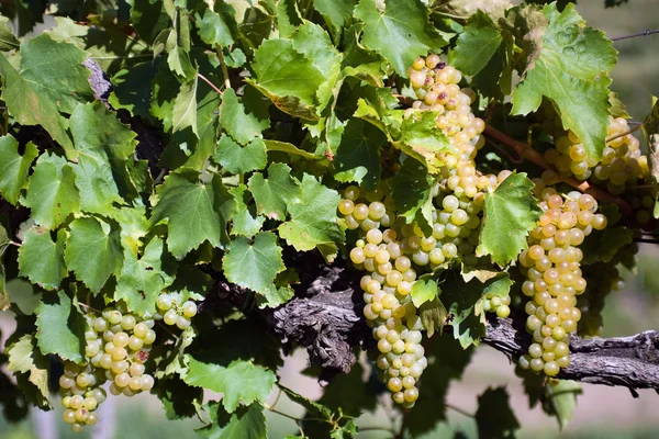 Белый виноград на лозе — стоковое фото