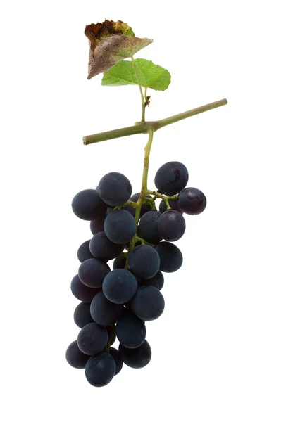 Red Table Grapes — Stock Photo, Image