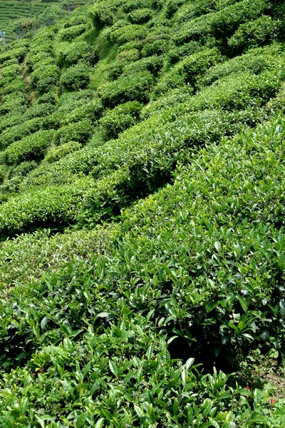 Jardín de té —  Fotos de Stock