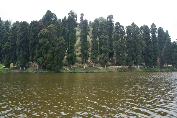 Gölü ve çam ağaçları — Stok fotoğraf
