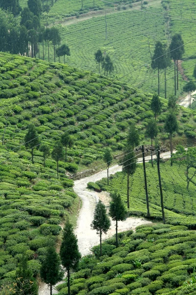 Ścieżka w ogrodzie herbata — Zdjęcie stockowe