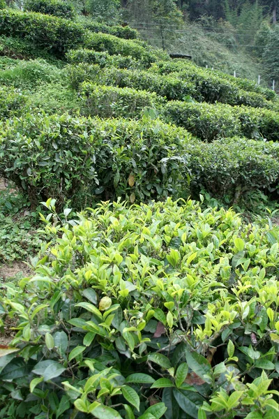 Herbata rośliny — Zdjęcie stockowe