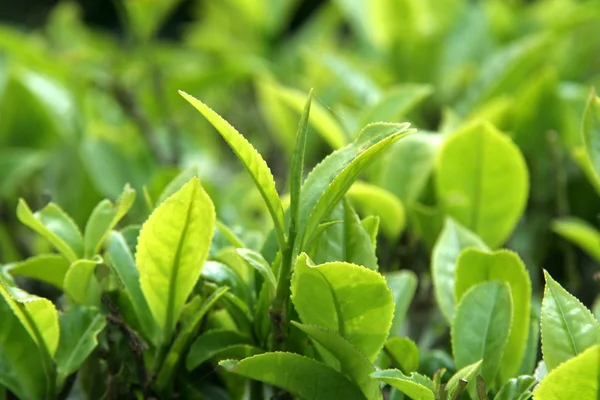 stock image Tea Leaves