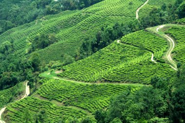 Plantation dağ yamacında