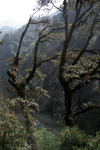 Stock image Trees atop River Valley