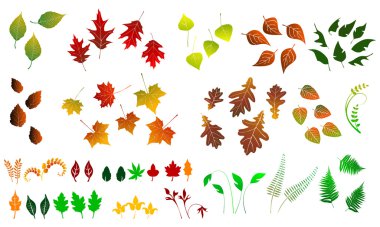 Leaf, collection for designers clipart