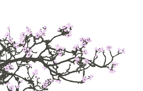 花卉背景，樱桃木 — 图库矢量图片
