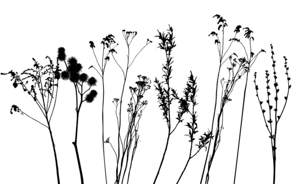 Трава, коллекция для дизайнеров - вектор — стоковый вектор