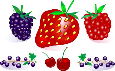 vektör berry koleksiyonu