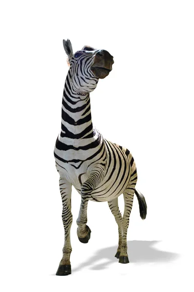Zebra Alert — Stock Photo, Image